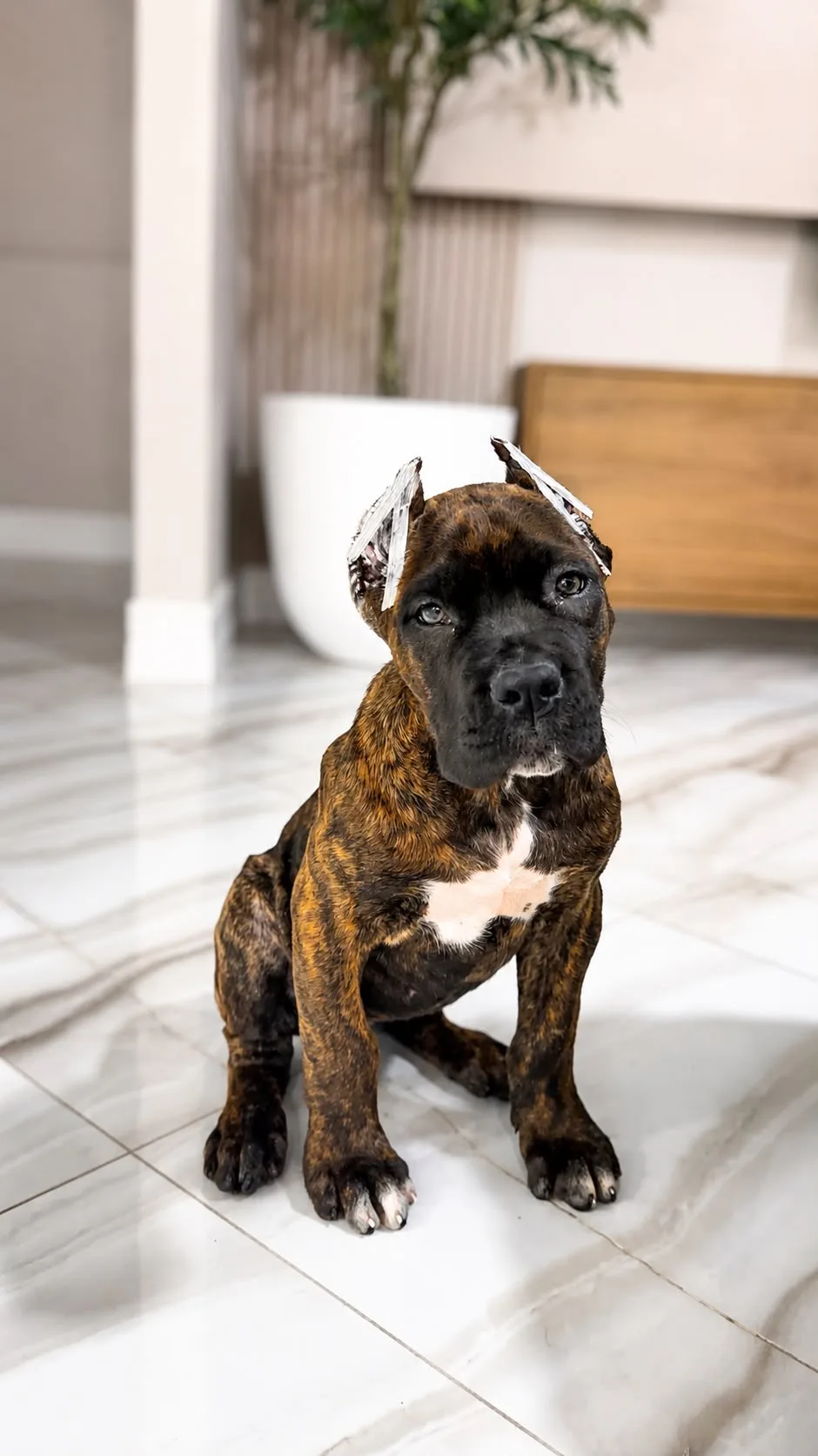 Astra Corso Power — Cane Corso Female