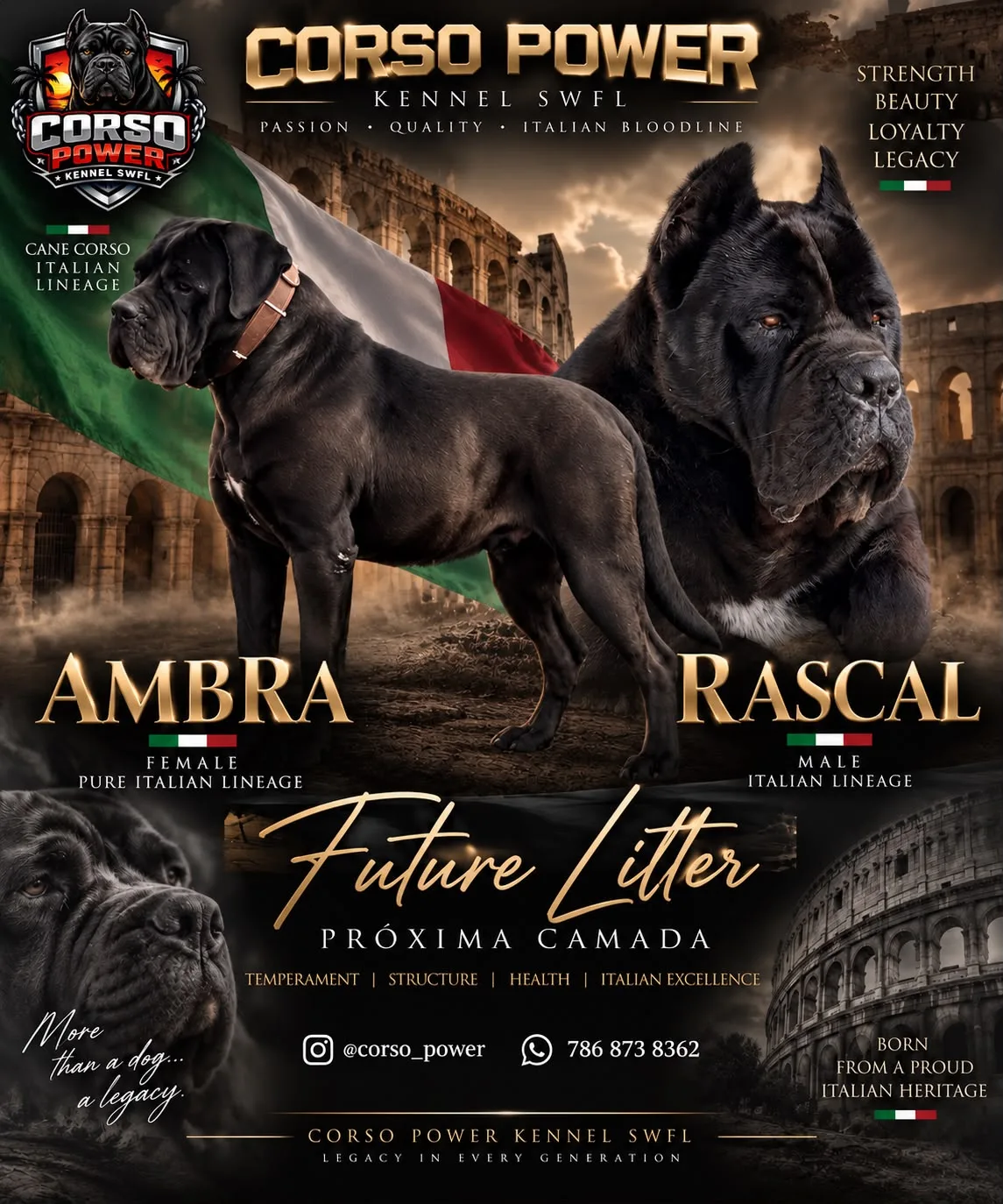Ambra Italy y Rascal — Future Litter, próxima camada Corso Power