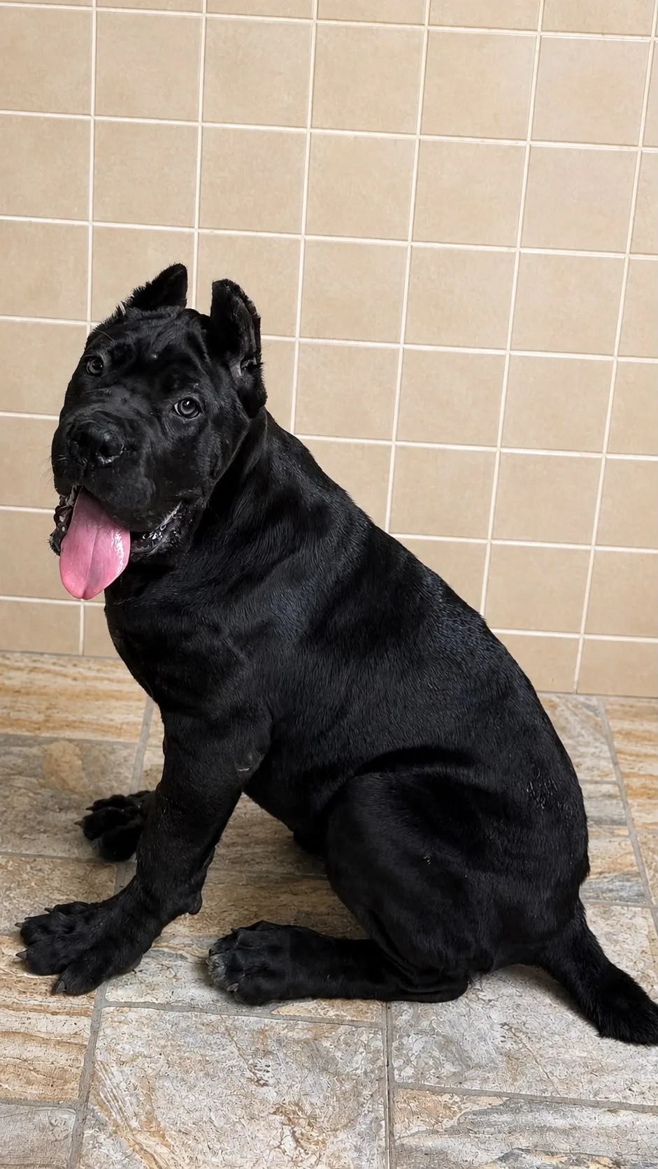 Nyx Corso Power — Cane Corso Female