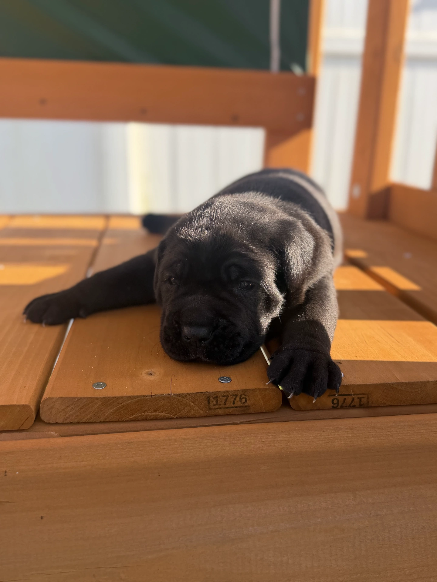Bagheera Corso Power — Cane Corso Female