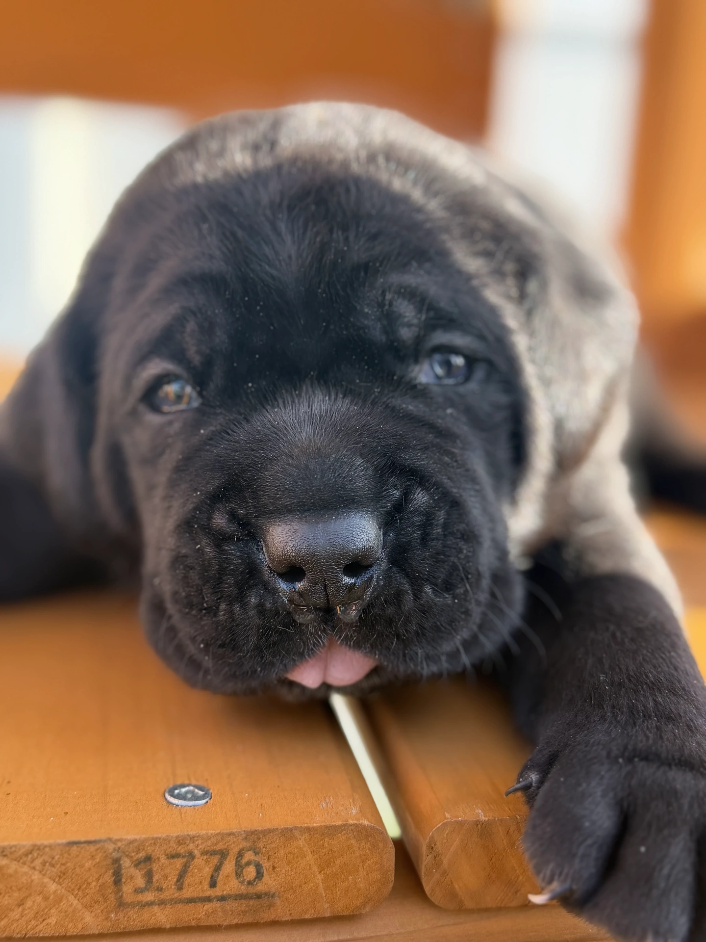Onyx Corso Power — Cane Corso Male