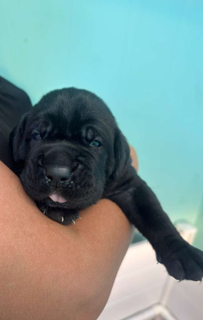 Onyx — Cane Corso Male