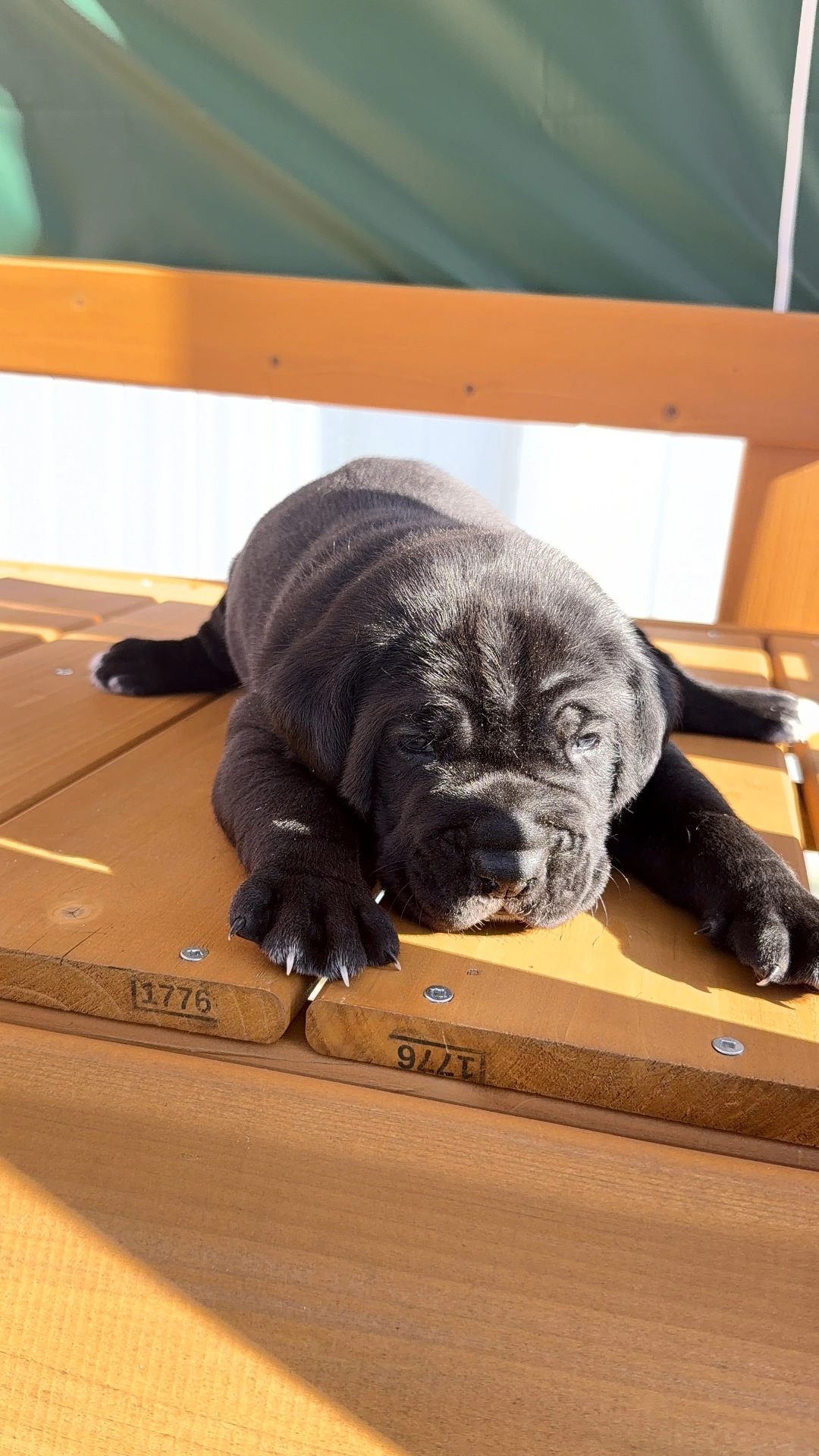 Ragnar Corso Power — Cane Corso Male