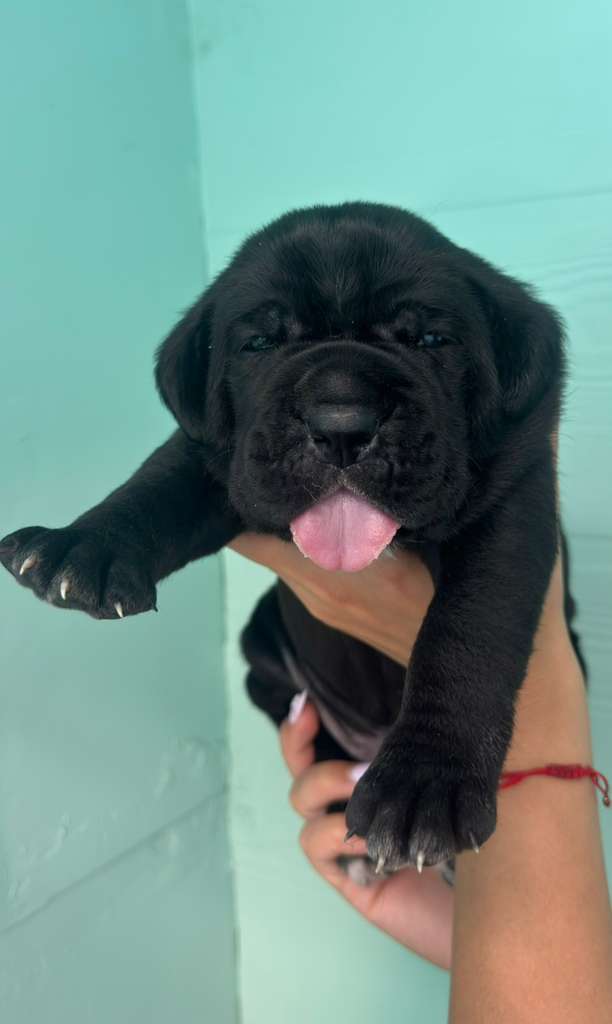 Ragnar — Cane Corso Male